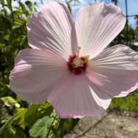 フヨウ,フヨウ,フヨウ,アメリカフヨウ,今日の花の画像