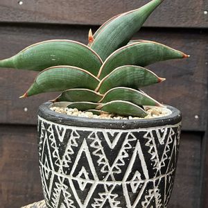 サンスベリア,サンセべリア,サンセベリア・ロリダ,サンスベリア ロリダ,多肉植物の画像