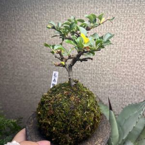 長寿梅,長寿梅,苔玉,ミニ盆栽,那須苔屋の画像