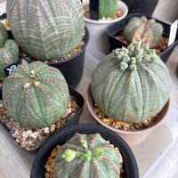 ユーフォルビア属,ユーフォルビア・オベサ,多肉植物,観葉植物,塊根植物の画像