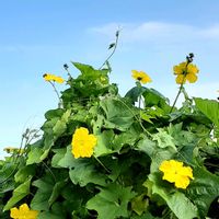 ヘチマ,散歩の途中の画像