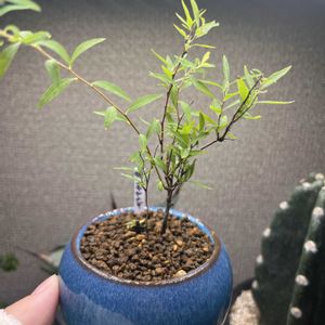 姫ユキヤナギ,姫ユキヤナギ,ミニ盆栽,那須苔屋,苔屋の画像