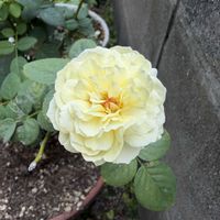 サルスベリ,ハイビスカス,バラ,バラ,ジャスミンの画像