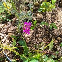 ラベンダー,ラベンダー,エピデンドラム,エピデンドラム,観葉植物の画像