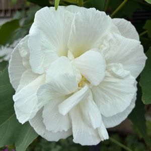 スイフヨウ,スイフヨウ,フヨウ,フヨウ,八重咲き酔芙蓉の画像