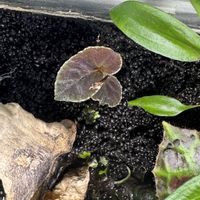 ベゴニア,ベゴニア ダースベーダリアナ,観葉植物,鉢植え,テラリウムの画像