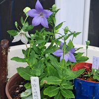 桔梗,ドルフィンネックレス,紫紺野牡丹(シコンノボタン),スイフヨウ花色の変化❣,挿し芽.の画像