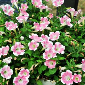 サフィニア  ももいろハート,花びら,夏越し,サントリー フラワーズ,蕾 つぼみの画像