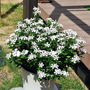 フェアリースター・ホワイト,花びら,夏越し,サントリー フラワーズ,蕾 つぼみの画像