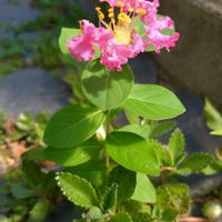 サルスベリ,サルスベリ,不死鳥,百日紅,百日紅（サルスベリ)の画像