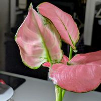 アグラオネマ,インドアグリーン,キッチンの画像