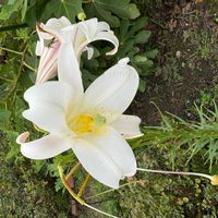 テッポウユリの画像
