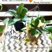 ホヤ・カルノーサ,斑入り,ホヤ・カリストフィラ,かわいい,観葉植物の画像