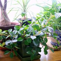 ペペロミア,観葉植物,可愛い,葉っぱ,緑のある暮らしの画像