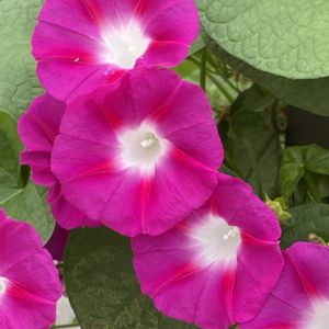 花壇,フェンス,庭の画像