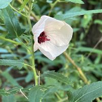 トルコキキョウ,ユーカリ,ウスネオイデス,白いちじく,タイタンビカスの画像