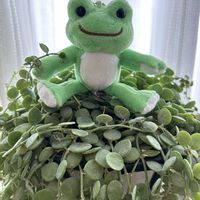 ディスキディア,ディスキディアヌンムラリア,ディスキディア ヌンムラリア,多肉植物,丸い葉の画像