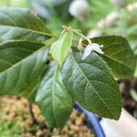 ヤブコウジ,鉢植えの画像