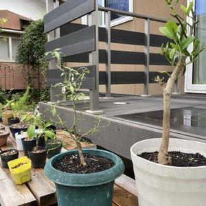 レモン,鉢植え,アゲハチョウの幼虫,アゲハの幼虫,親子で楽しむの画像