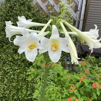 ユリ,ユリ,テッポウユリ,タカサゴユリ,シンテッポウユリの画像