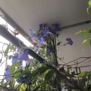 セイヨウアサガオ,南西向きベランダ,６階ベランダ,ベランダの画像