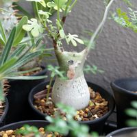 アデニア・グラウカ,多肉植物,観葉植物,塊根植物,塊根の画像