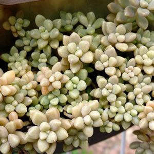 セダム,姫秀麗,姫秀麗,多肉植物,小さな花壇の画像