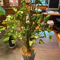シンゴニウム,シンゴニウム・シュリンクハート,PR,三ツ星品質モニター,シュリンクハートモニターの画像