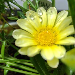 夏に負けるな,今日も元気で,キュンキュン乙女倶楽部,幸せの黄色いお花,大雨に警戒の画像