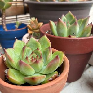 E.ファイヤーピラー,多肉植物,ベランダの画像