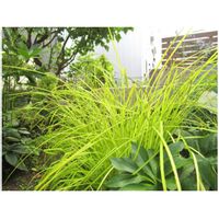 カレックス,レモンバーム,地植え,葉っぱ,リーフの画像