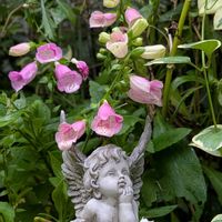ガウラ,ジギタリス,ガーデニング,花のある暮らし,おうち園芸の画像