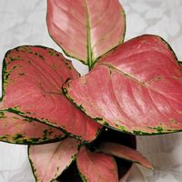 アグラオネマ,アグラオネマ,ゴールデンポトス,ゴールデンポトス,観葉植物の画像