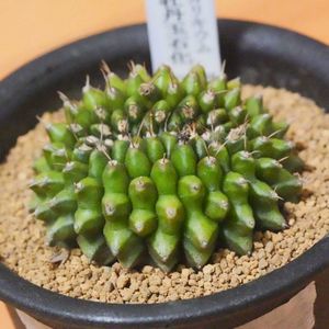 棘無牡丹玉石化,多肉植物,多肉好き,アパート,バルコニー/ベランダの画像