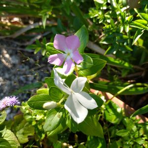 アゲラタム,ニチニチソウ,植えっぱなし,季節の花,バルコニー/ベランダの画像