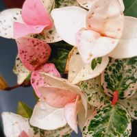 ハツユキカズラ,ヤブラン,ミニバラ,オレガノ ケントビューティー,ヒメマツバボタンの画像