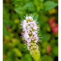 ペパーミント,GSの繋がりに感謝♡,旭川市,自宅の庭の花,たいせつななかま♡の画像