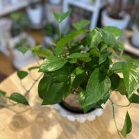 ポトス,ポトスパーフェクトグリーン,観葉植物,植え替え,ダイソーの画像