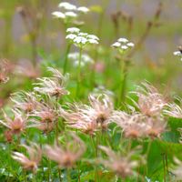チングルマ,トリカブト,ミヤマアキノキリンソウ,ウラシマツツジ,野草の画像