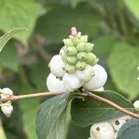 シンフォリカルポス,宿根草,雪晃木（せっこうぼく）,落葉低木,花のある暮らしの画像