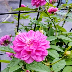 ミニバラ,ミニバラ・スイートチャリオット,ミニ薔薇♡,ガーデニング,ナチュラルガーデンの画像