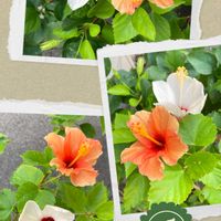 乙女心,緑のある暮らし,可憐なお花,ピンク！ピンク！ピンク！,夕暮れ時の画像