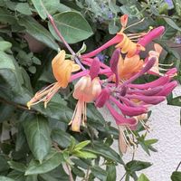 ハニーサックルの画像