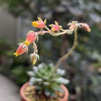 大和姫,ヤマトヒメ,ヤマトヒメ,多肉植物,鉢植えの画像