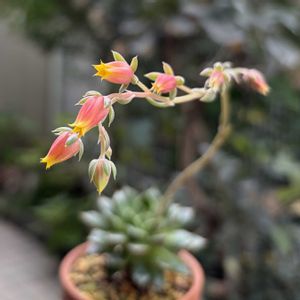 大和姫,ヤマトヒメ,ヤマトヒメ,多肉植物,鉢植えの画像