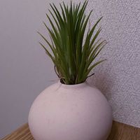 チランジア,エアプランツ,一輪挿し,iPhone撮影,エアープランツ/チランジアの画像