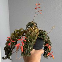 アロエ,多肉植物,アロエ属,熱帯植物,小型アロエの画像