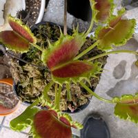 ハエトリソウ,ディオネア,観葉植物,食虫植物,ガーデニングの画像