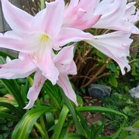 キク,シソ,ランタナ,モロヘイヤ,ヨモギの画像