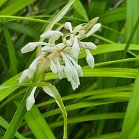 ウツギ,ウツギ,ギボウシ,ギボウシ,クルクマの画像